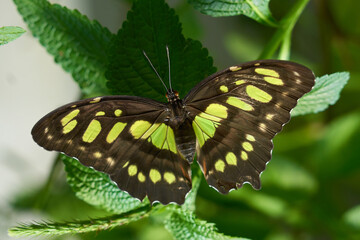 Close up de hermosa mariposa posada sobre una hoja