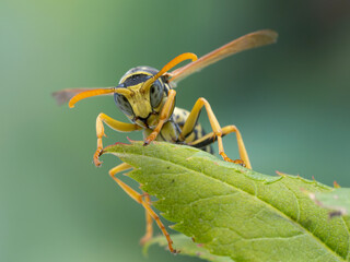 P8290041 pretty European paper wasp, Polistes dominula, facing the camera, Delta, British Columbia,...