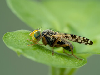 P9050016 picture-winged fly, family Ulidiidae, Delta, British Columbia, Canada cECP 2021