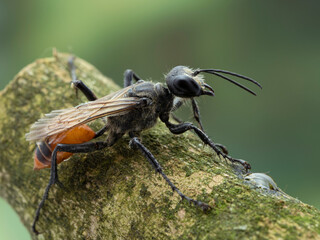 P9040079 female thread-waisted wasp (Sphex lucae), 3/4 view, Delta, British Columbia, Canada cECP 2021