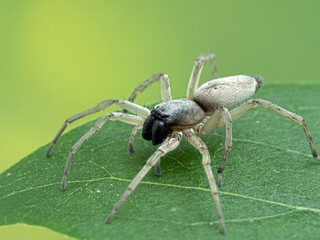 P5270003 leafcurling sac spider (Clubiona lutescens) on a green leaf cECP 2021