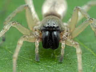 P5270009 close-up of the face of a leafcurling sac spider (Clubiona lutescens) cECP 2021
