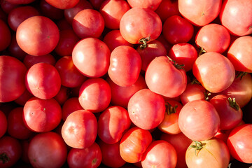Pink tomatoes on the market. Tomato background.