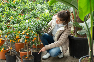 Female florist working in flower store, caring for ornamental potted kumquat trees..