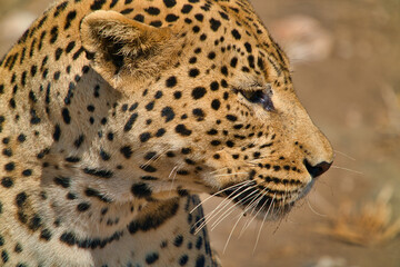 Close-up of the side of the cheetah's head.