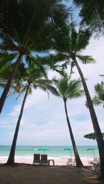 Vertical footage.  Phuket island Thailand famous tourist destination Andaman Holiday vacation summer concept. Coconut palm tree on the beach. Coconut palm tree on beautiful Tropical seashore scenic