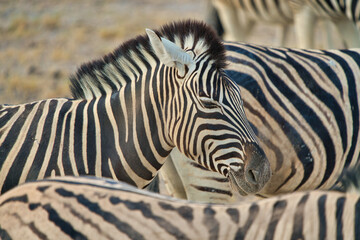 Fototapeta na wymiar Closeup of a mountain zebra (Equus zebra) with its eyes closed.