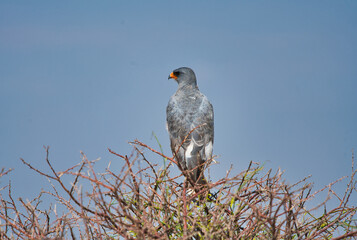 The Pale Chanting-Goshawk is standing on the top of a tree.