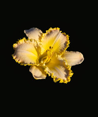 Brilliantly colored  isolated daylily blossom