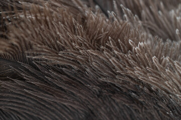 Ostrich fur background