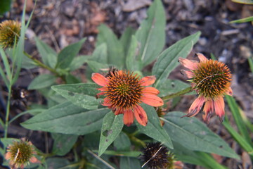 echinacea purpurea flower in the garden