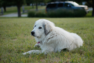 white farm dog