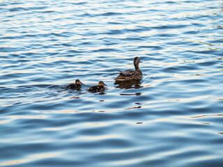 A family of ducks, a duck and its little ducklings are swimming in the water. The duck takes care of its newborn ducklings. Mallard, lat. Anas platyrhynchos