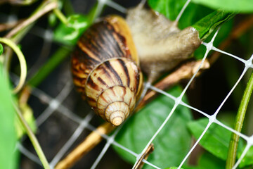 snail on a leaf