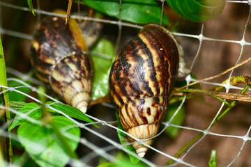 snail on a leaf
