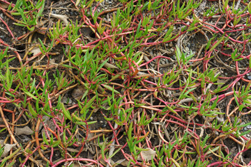 Close-up of pigface, a succulent ground cover growing in the coastal wetlands at Wynnum, Brisbane, Queensland, Australia 