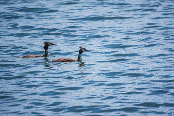 Two Great Crested Grebes swim in the lake