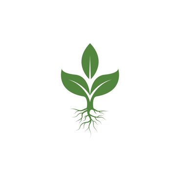plant or tree  icon vector illustration design template