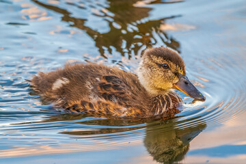 Cute little duckling swimming alone in a lake or river with calm water
