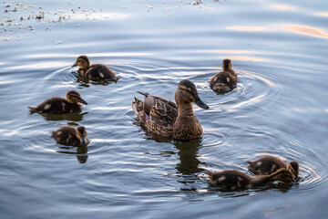 A family of ducks, a duck and its little ducklings are swimming in the water. The duck takes care of its newborn ducklings. Mallard, lat. Anas platyrhynchos