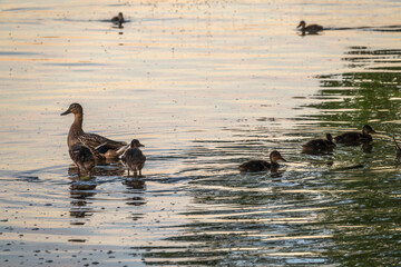 A family of ducks, a duck and its little ducklings are swimming in the water. The duck takes care of its newborn ducklings. Mallard, lat. Anas platyrhynchos