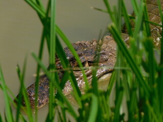 Caiman sighting in Big Pond, San Andres islands