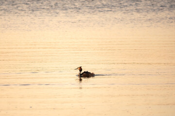 The water bird Great crested Grebe, Podiceps cristatus, swimming in the lake, and its cute babies riding on its back