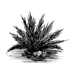 Hand drawn ink illustration of palm tree. Black and white sketch of the tropical plant.