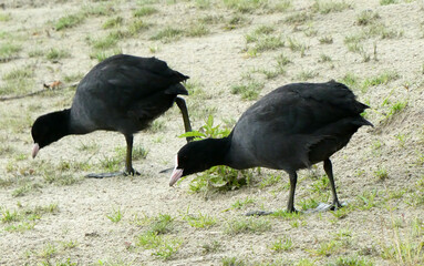 Two coots looking for food in the sand. The move in sync