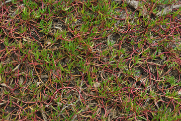 Ground cover in the wetlands: pigface a native succulent with red stems and green leaves 