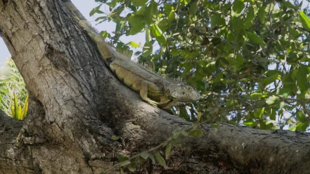 Green iguana walks down tree branch and stops to look around, slow motion