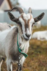 portrait of a goat
