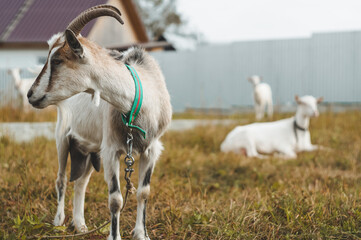 white goat on a farm