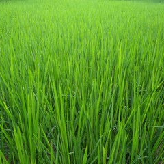 green rice field