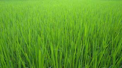 Obraz premium green rice field