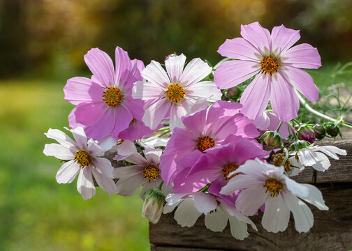 Image with daisies.