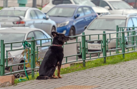 A Dog Tied To A Fence Is Waiting For Its Owner Who Went To The Store