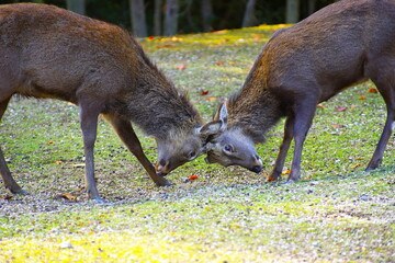 宮島の鹿と紅葉