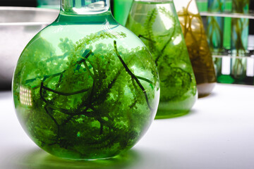 Photo bioreactor in laboratory, green algae biofuel industry, fuel plant treatment research in industrial laboratories for virus protection vaccine, coronavirus COVID-19 medicine, or power energy oil