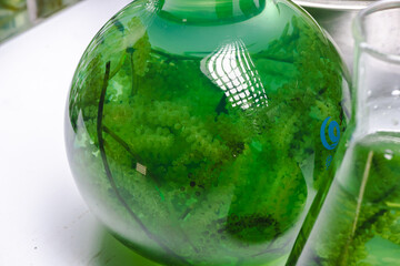 Photo bioreactor in laboratory, green algae biofuel industry, fuel plant treatment research in industrial laboratories for virus protection vaccine, coronavirus COVID-19 medicine, or power energy oil