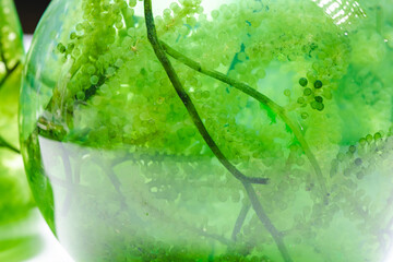 Photo bioreactor in laboratory, green algae biofuel industry, fuel plant treatment research in industrial laboratories for virus protection vaccine, coronavirus COVID-19 medicine, or power energy oil