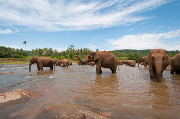 Naklejka na ściany i meble Elephants in the river in Sri Lanka