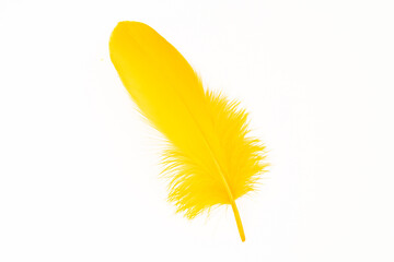 Yellow feather on white background
