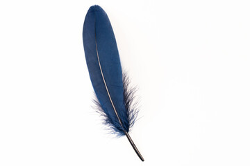 Dark blue feather on white background