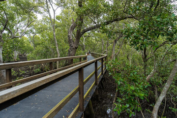 Wooden boardwalk in the mangrove forest. Wynnum Wetlands, Queensland, Australia. 