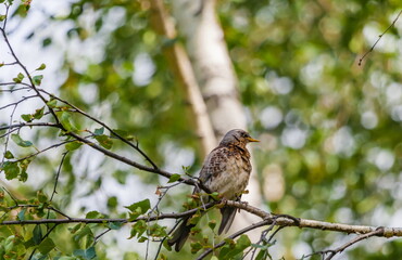 Bird Blackbird on the branch of a birch in summer