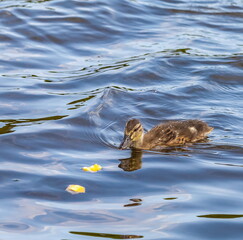 Duck wild on a pond water in the summer