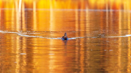 Ducks in the autumn pond