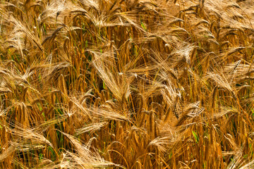 Golden wheat