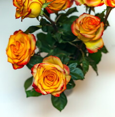 Yellow-orange roses in a bouquet closeup